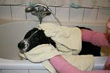 SECHAGE - BORDER COLLIE 002